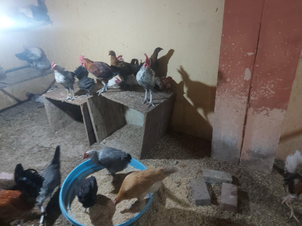 chicken 4sale, - 4
