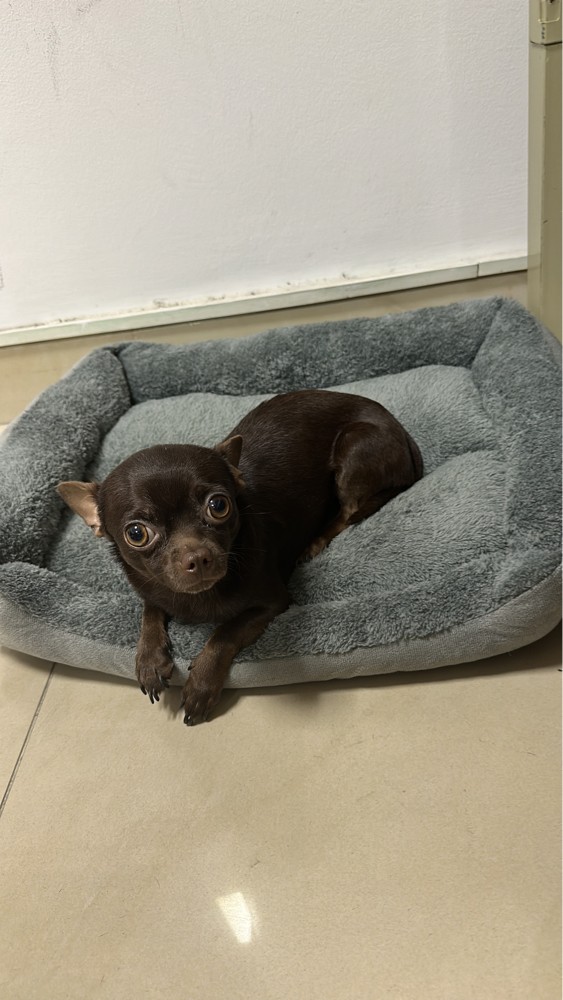 Chihuahua - 1