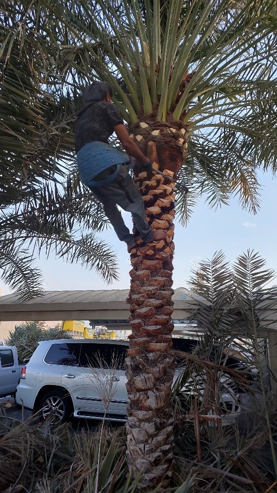 الزراع ابوفيصل - 6