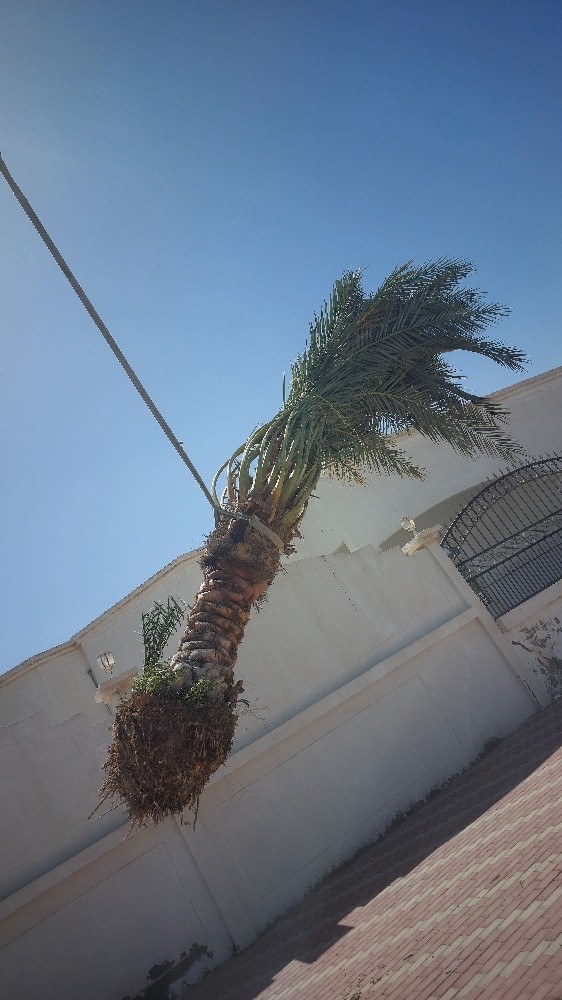 الزراع ابوفيصل - 2