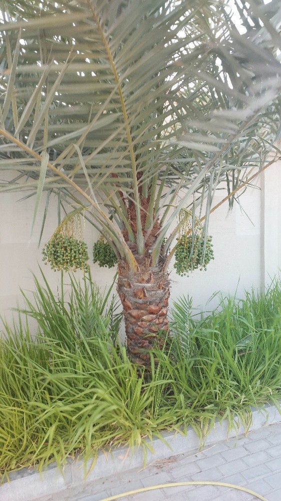 الزراع ابوفيصل - 3