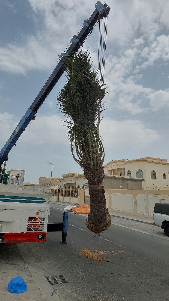 الزراع ابوفيصل - 4