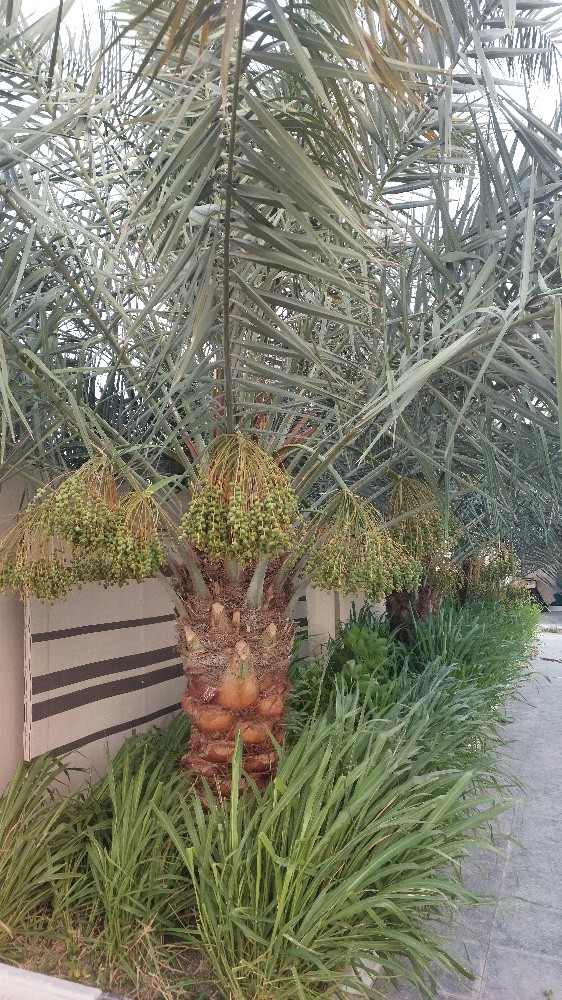 الزراع ابوفيصل - 1