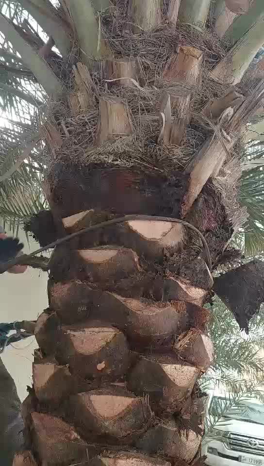 الزراع ابوفيصل - 7