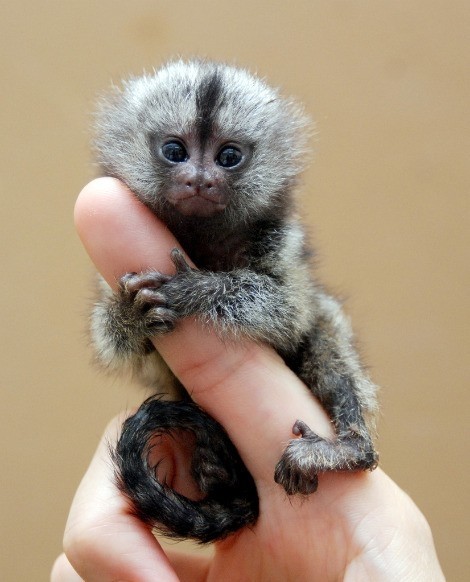 Black marmoset monkey - 3