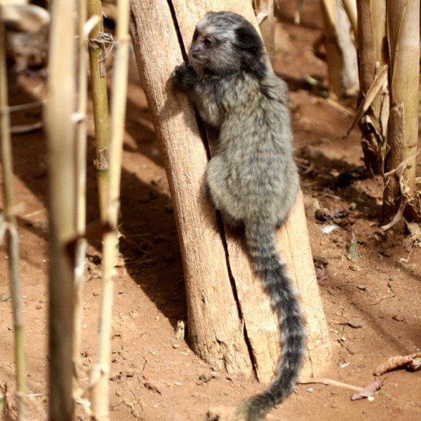Black marmoset monkey - 2