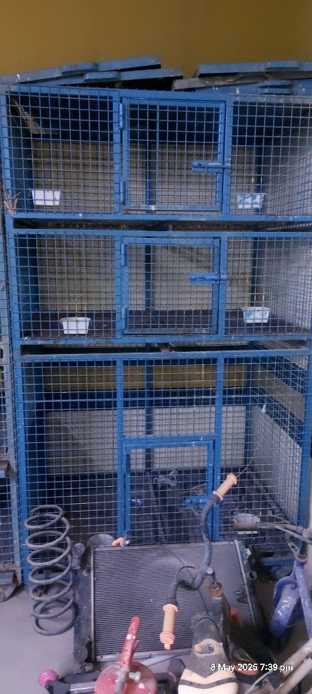 birds and chicken - 1
