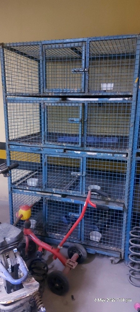 birds and chicken - 2