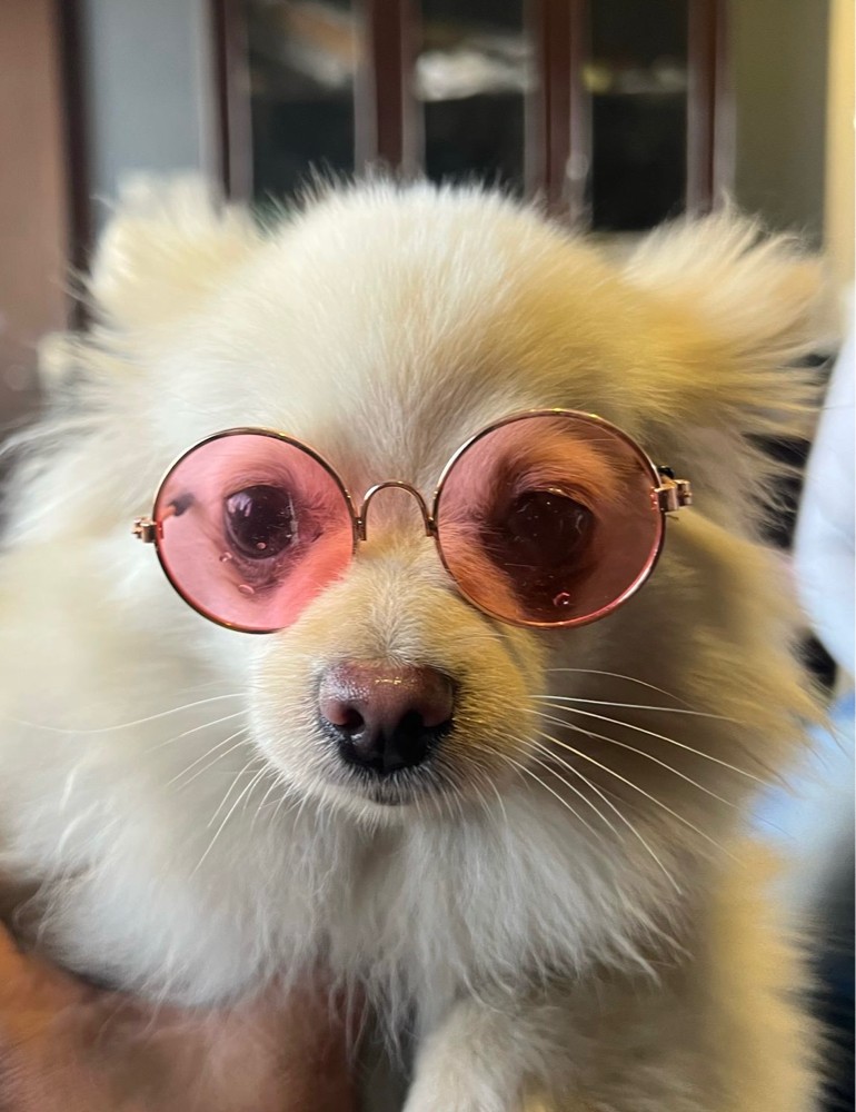 Mini Pomeranian - 3