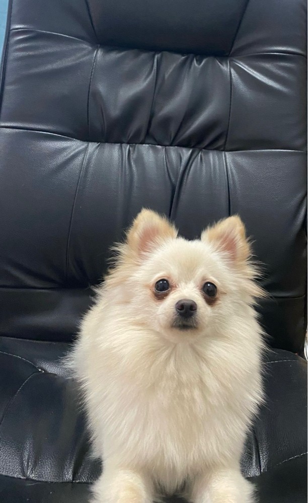 Mini Pomeranian - 2