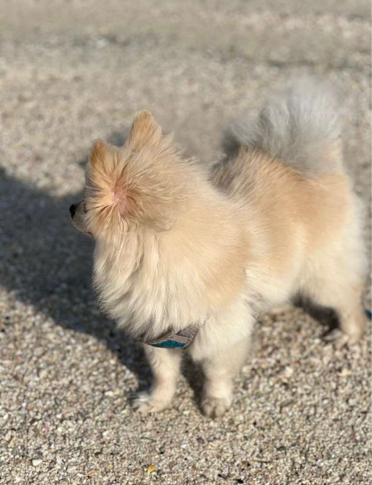 Mini Pomeranian - 1