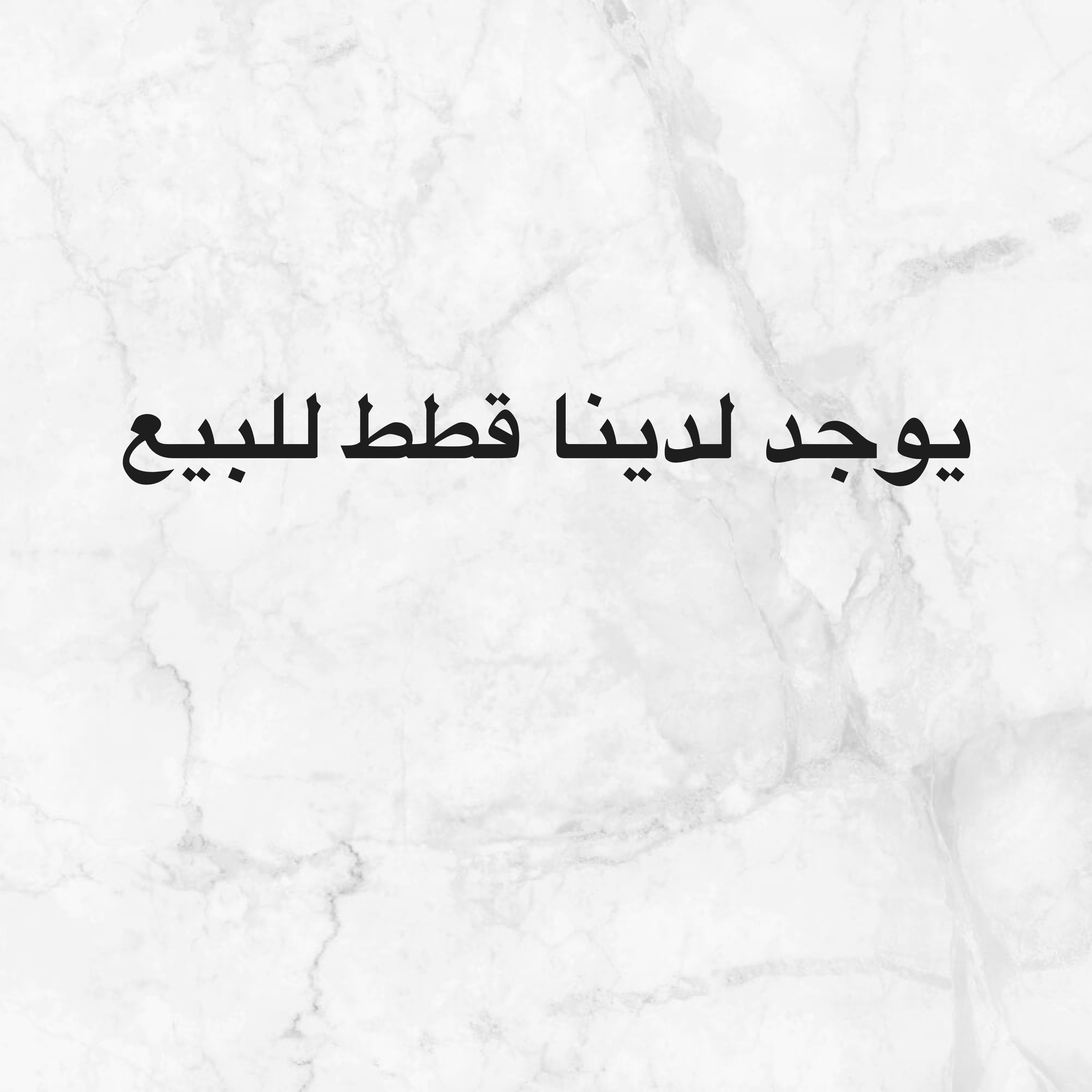 قطط للبيع - 1