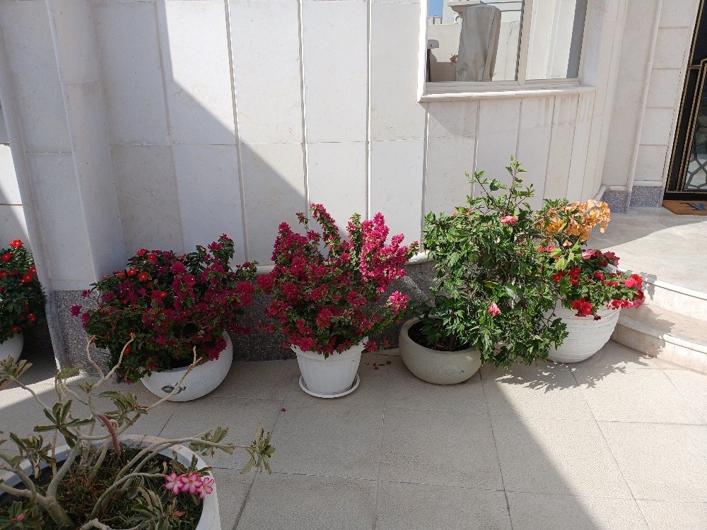 منسق حدائق منزليه - 1