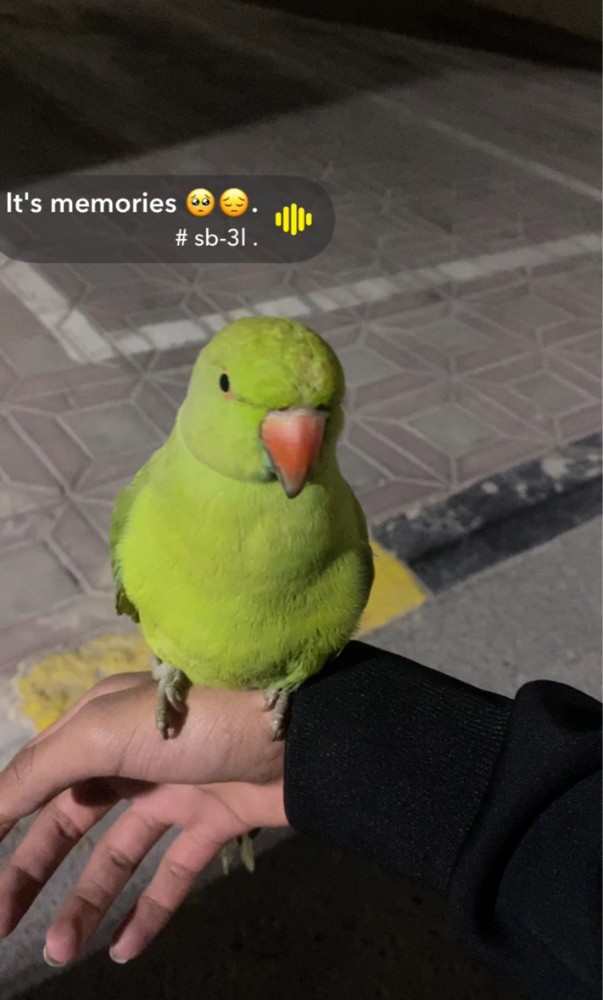 فهد - 1