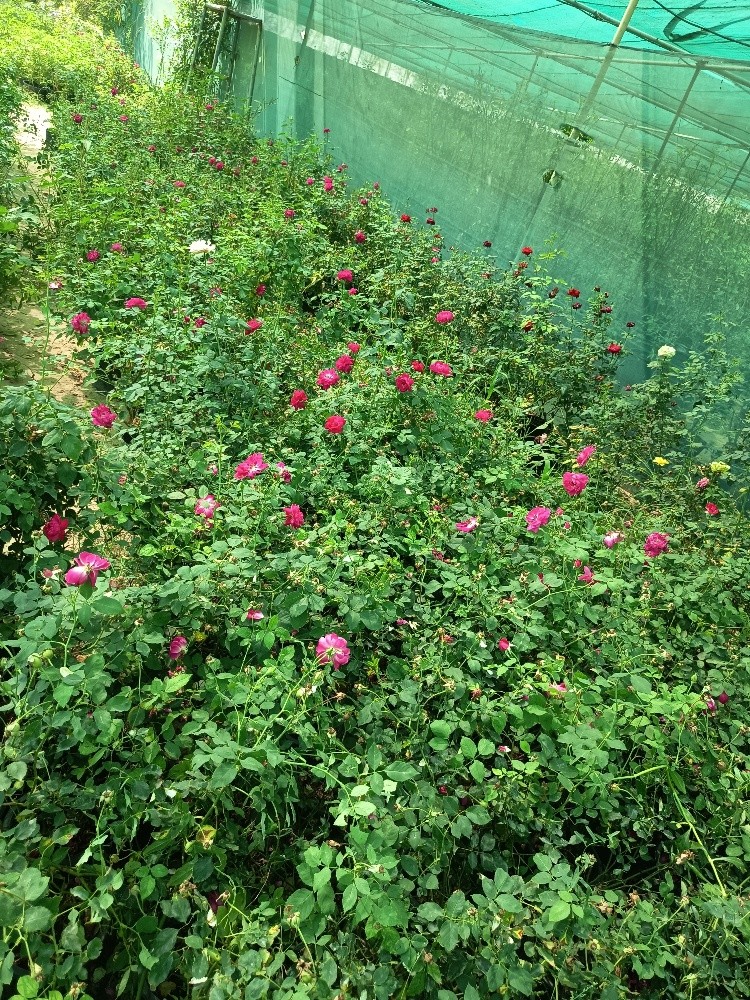 مهندس زراعي - 6