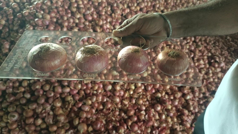 ONION - 3