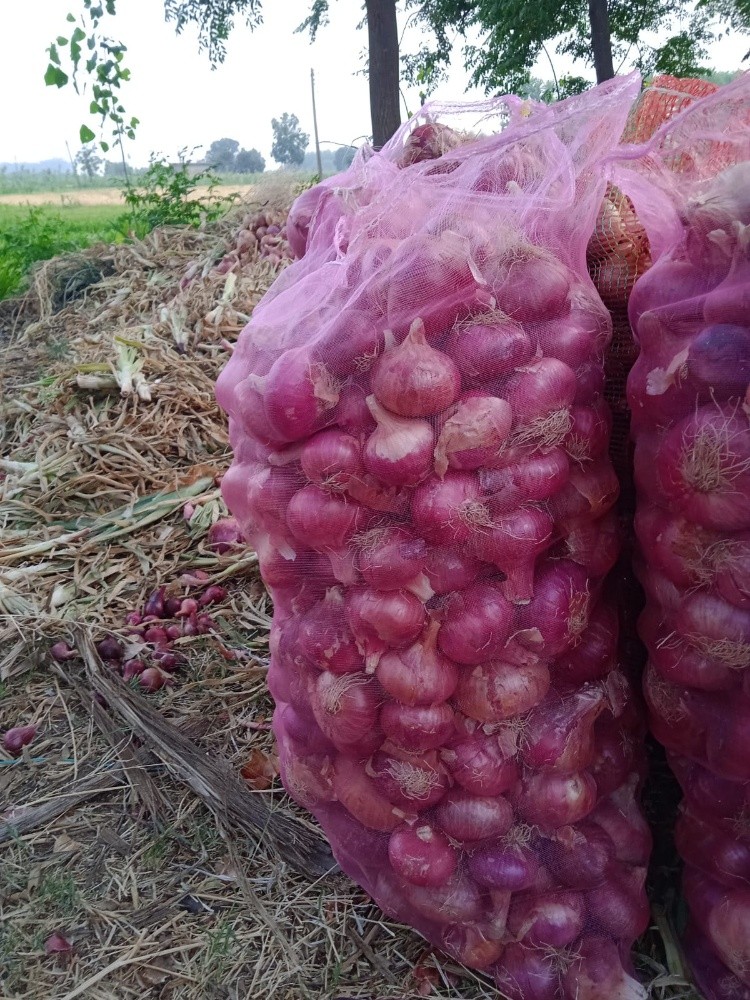 ONION - 2