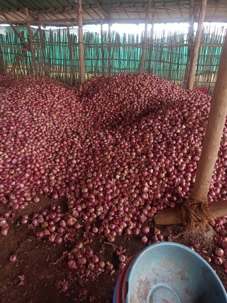 ONION - 5