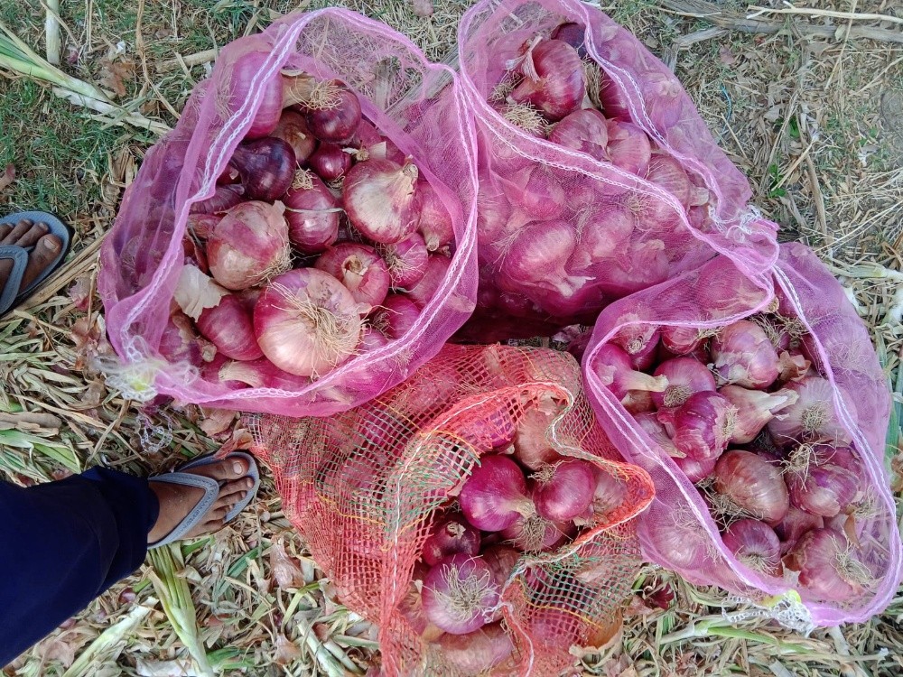 ONION - 4