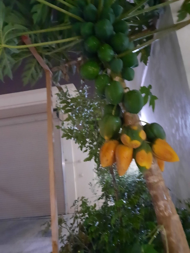 مهندس زراعي - 4