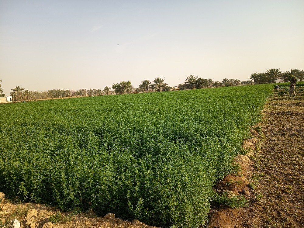 مهندس زراعي - 3