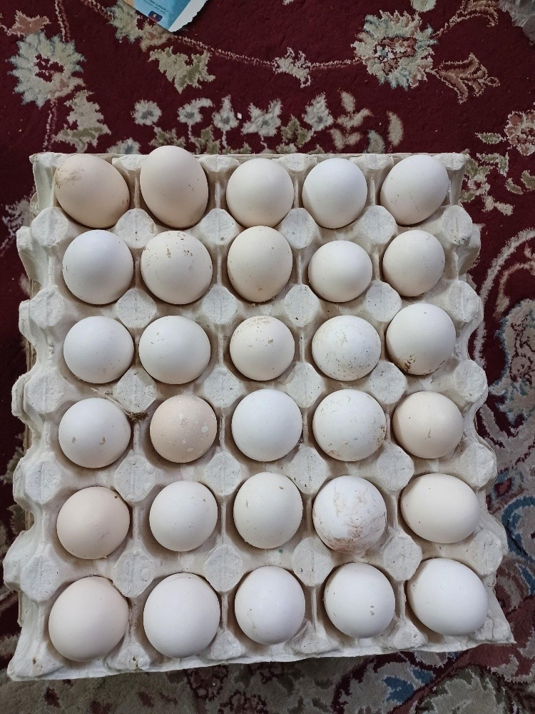 Fresh chicken egg desi balade - 1