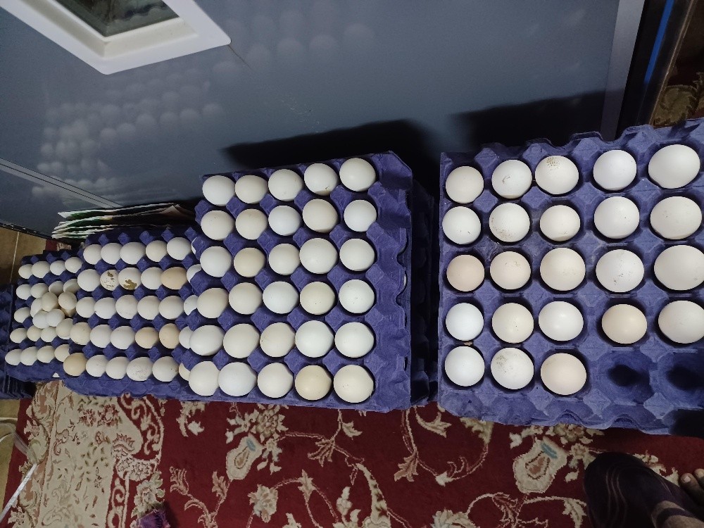 Fresh chicken egg desi balade - 2