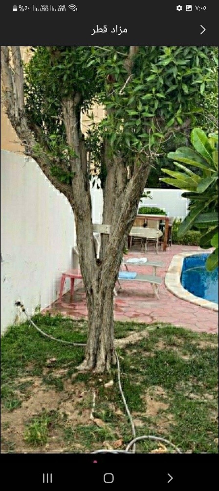 تقطيع الأشجار بالمنشار - 1