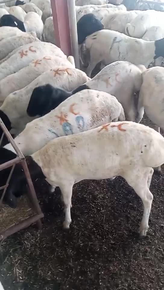 خرفان ذبائح بربر - 3