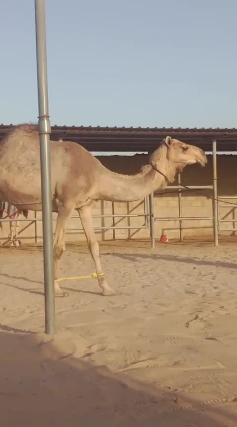 ناقه عشراء للبيع - 1