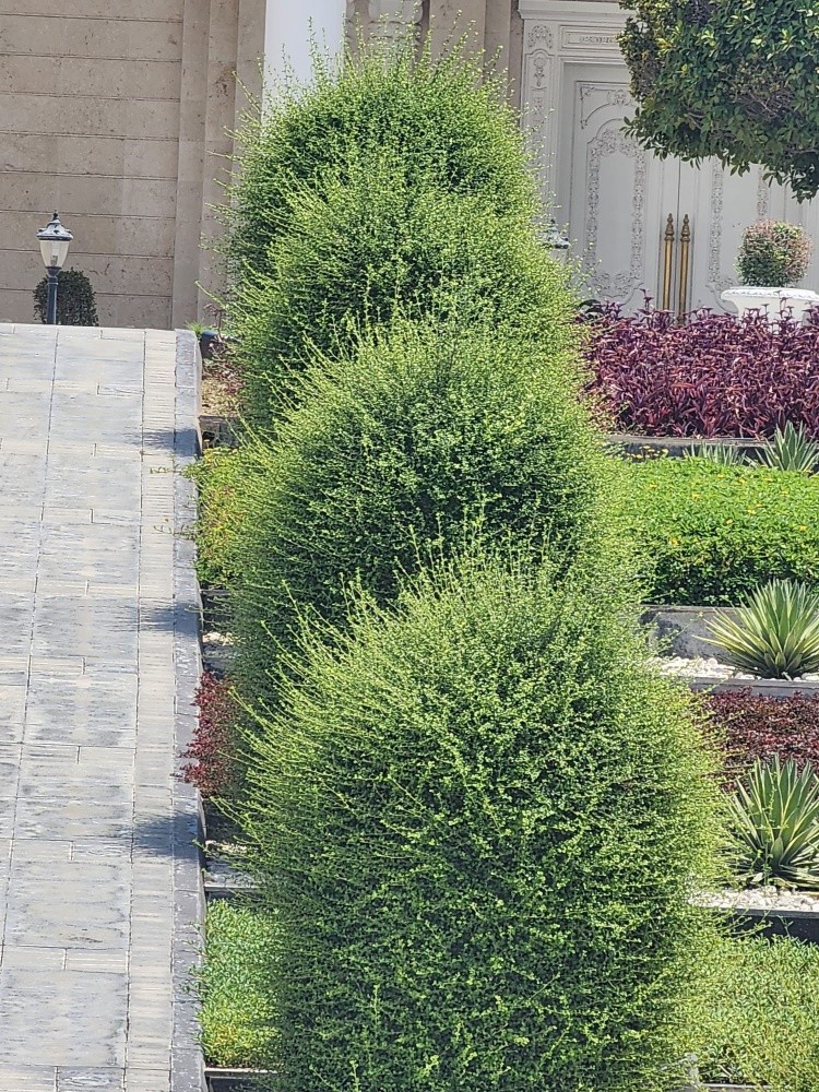 تصميم وزراعة الحدائق - 1