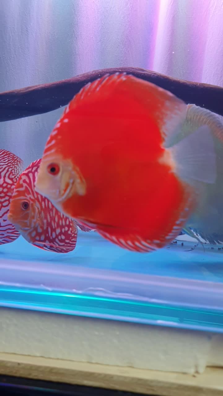 Red Rafflesia discus fish - 1