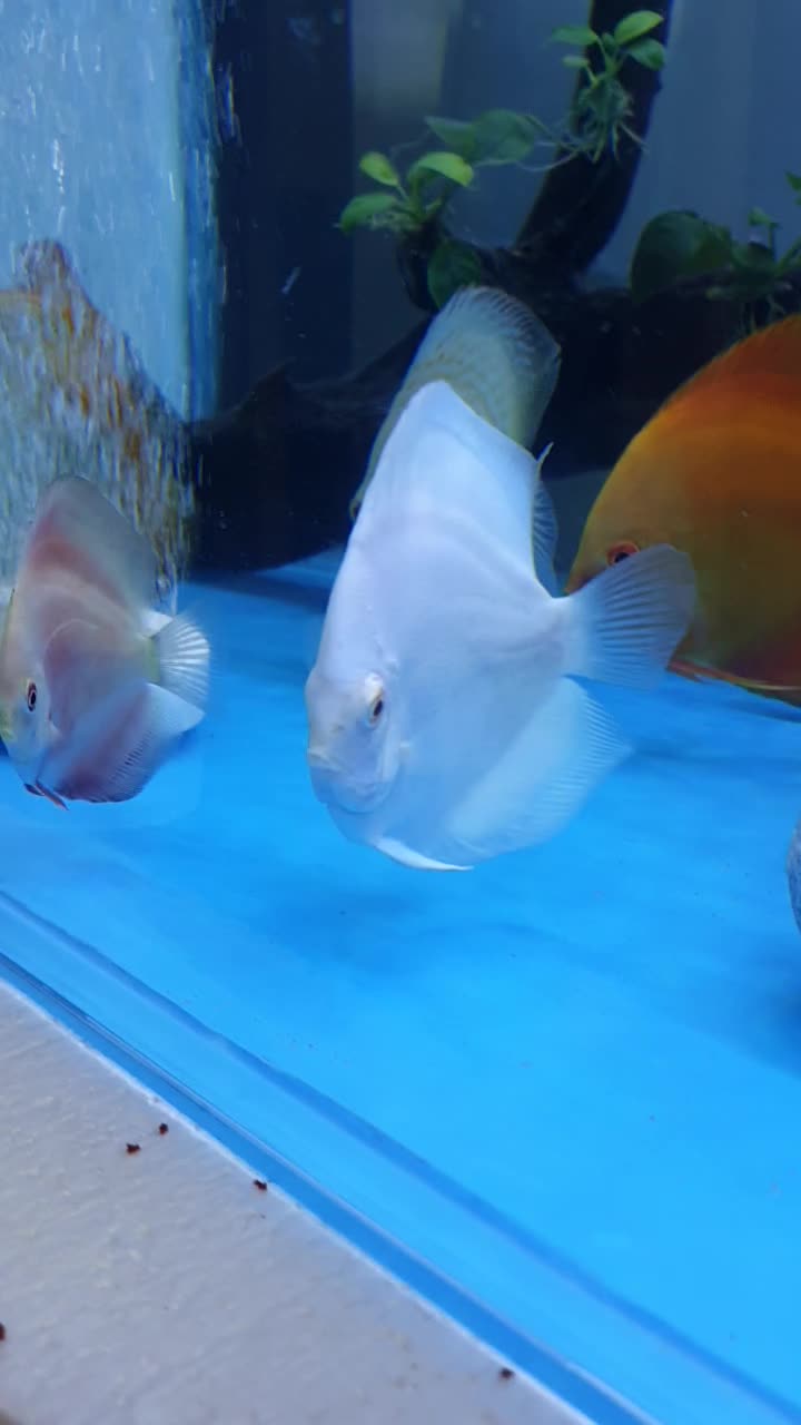 Albino platinum white - 1