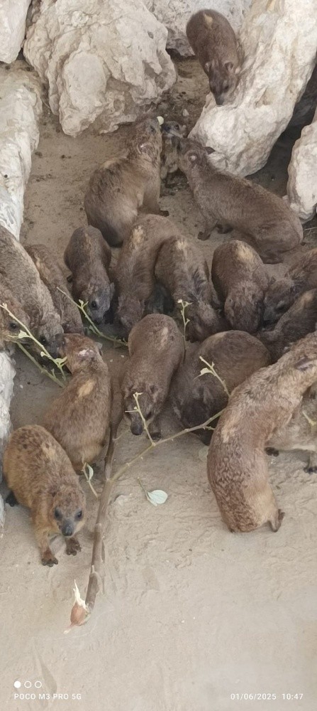 الوبر الصخري متوفر ١٠ زوج - 1