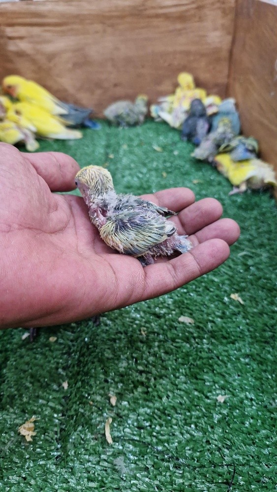 لاف بيرد فروخ - 2