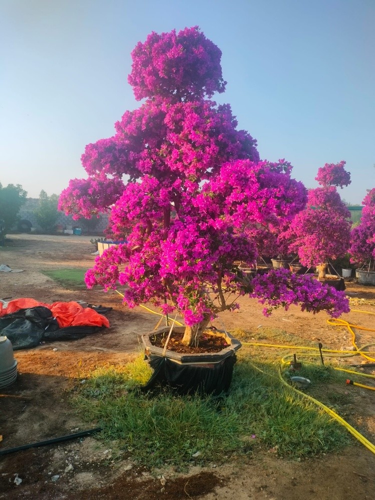جميع اعمال الديكور المنزلي - 3