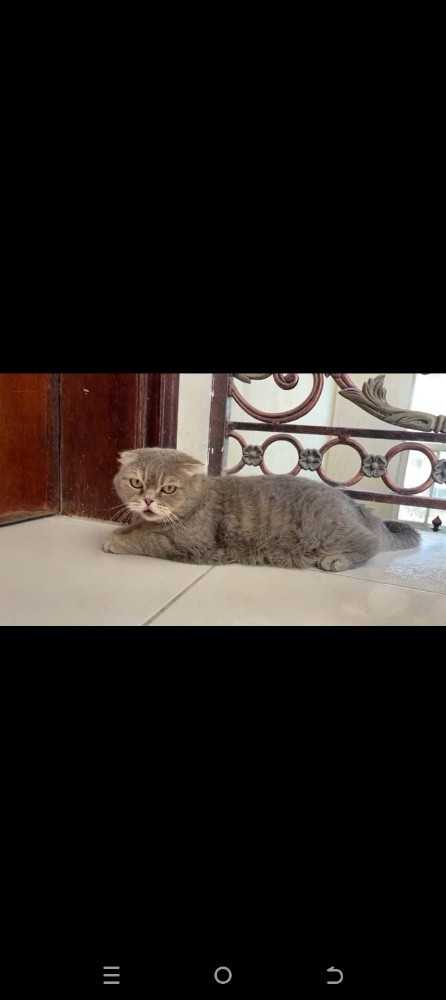 for sale - 5