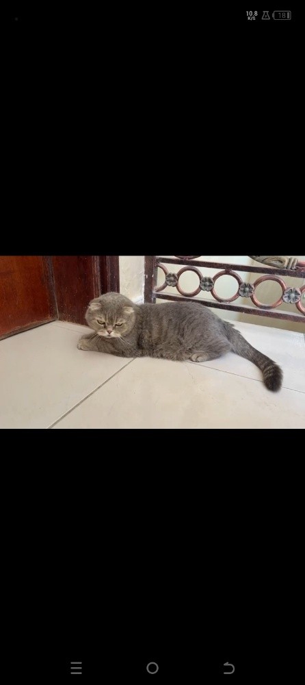 for sale - 8