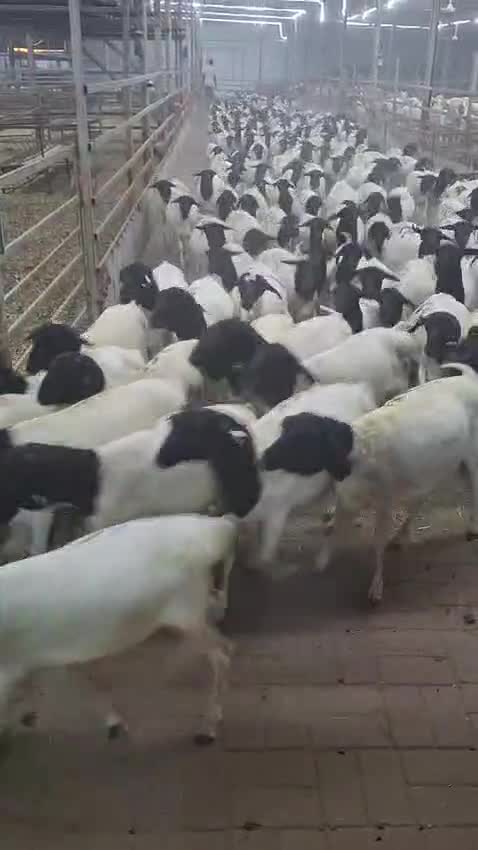 Sheep for sale - 1