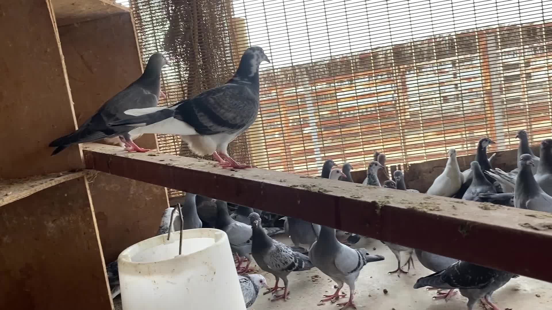 فراخ حمامة جهازيل - 1