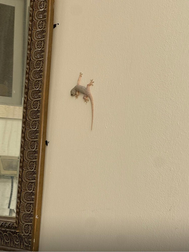 ANTI-GECKO - 5