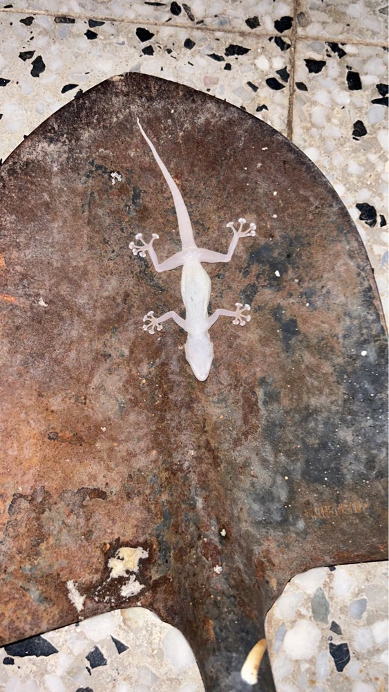 ANTI-GECKO - 8
