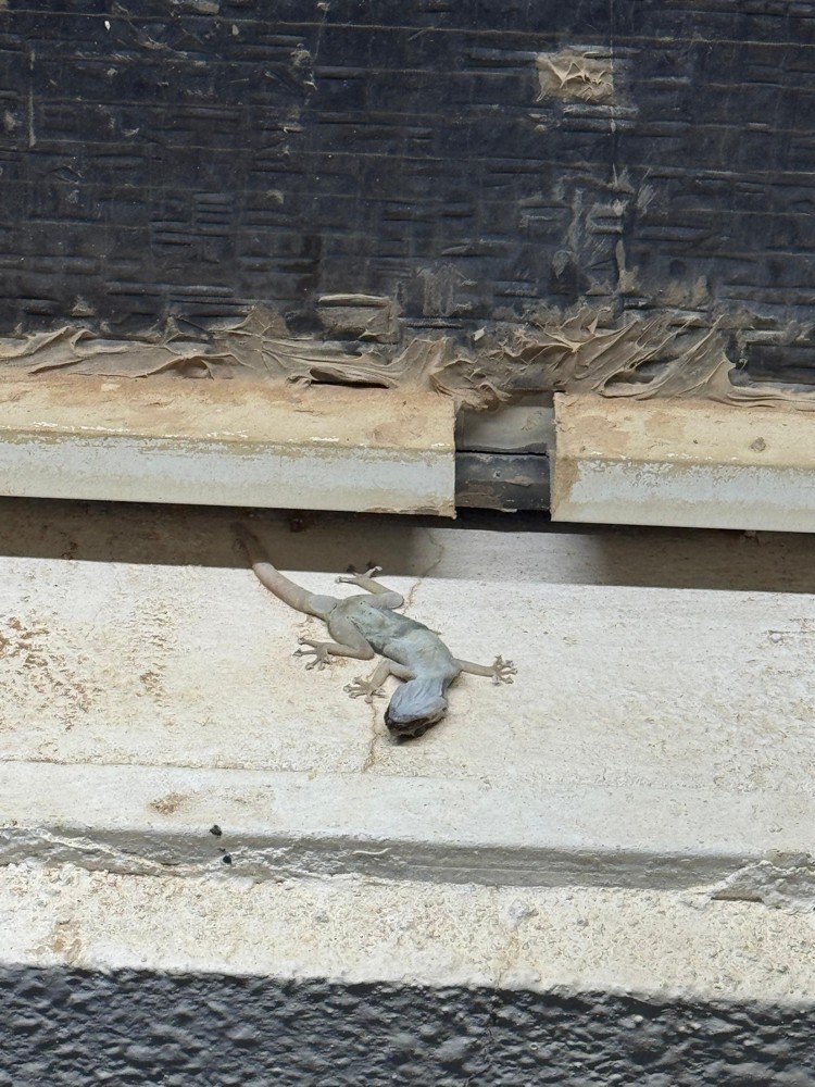 ANTI-GECKO - 7