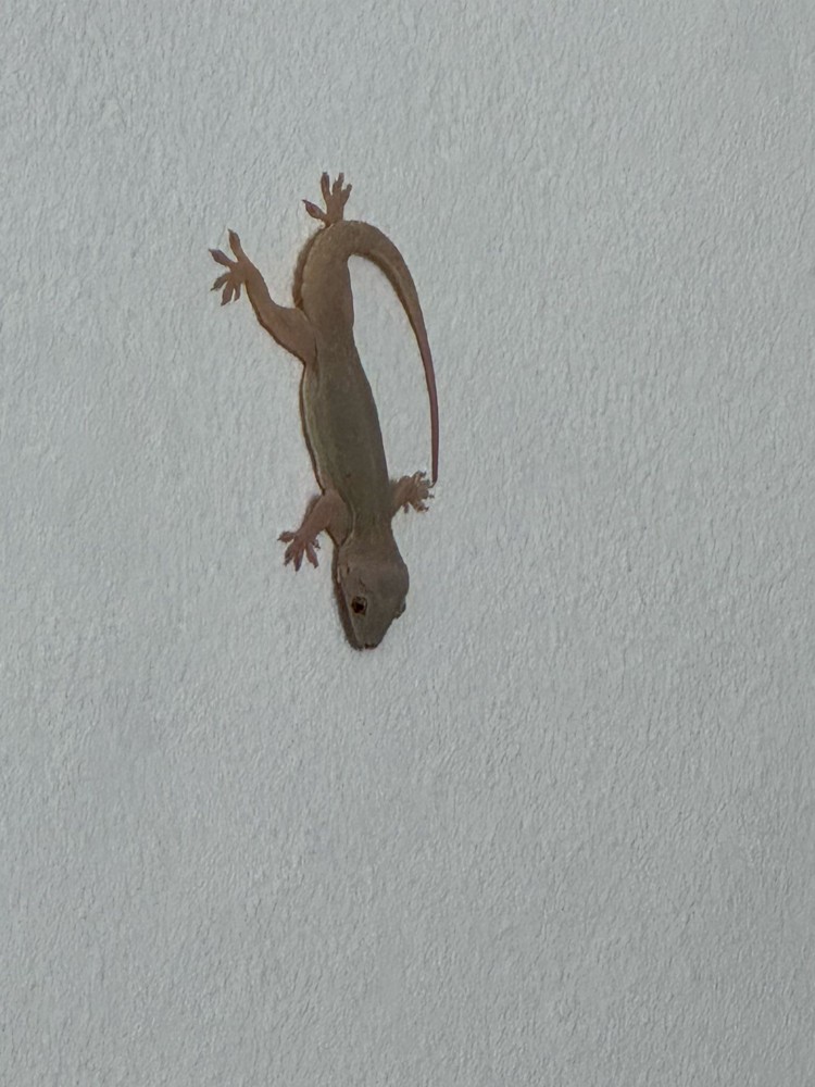 ANTI-GECKO - 2