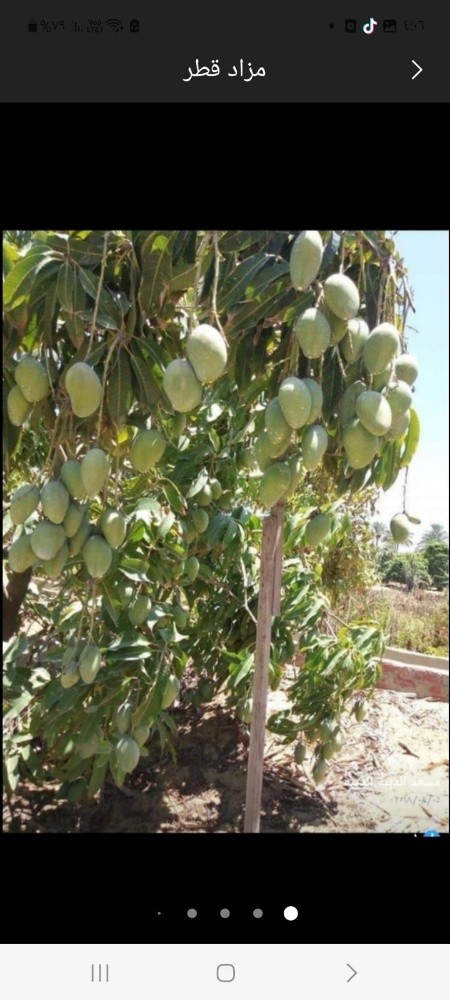 اشجار مثمره - 14