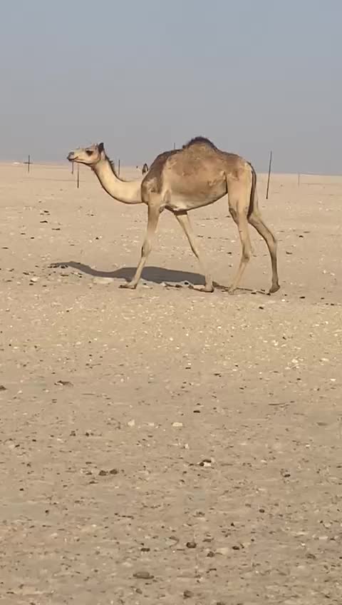 البيع - 1