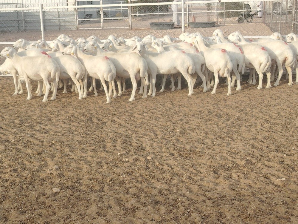 مطلوب جميع انواع الحلال - 4