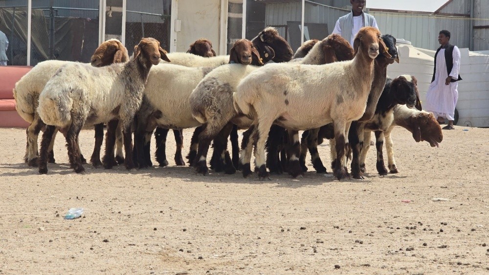 مطلوب جميع انواع الحلال - 9