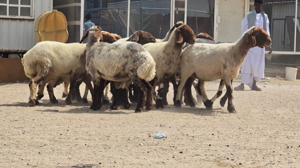 مطلوب جميع انواع الحلال - 10