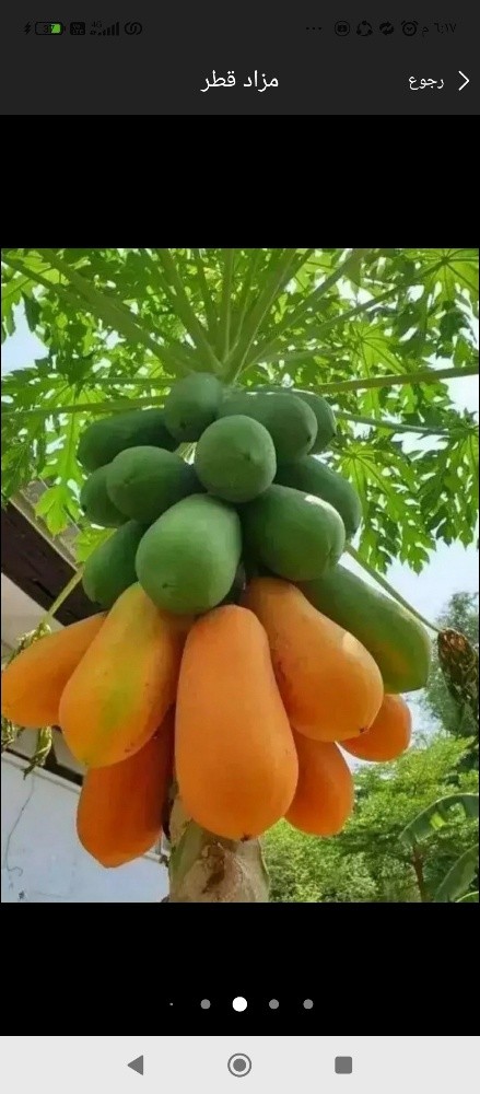 مهندس زراعي - 1